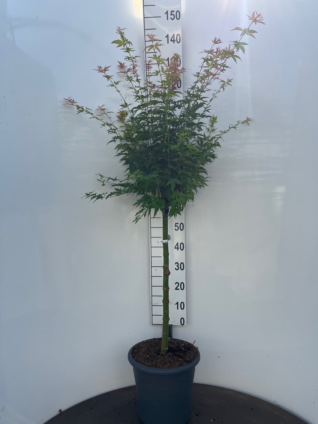 Acer pal. 'Wilson's Pink Dwarf' - 60 CM Stem C15